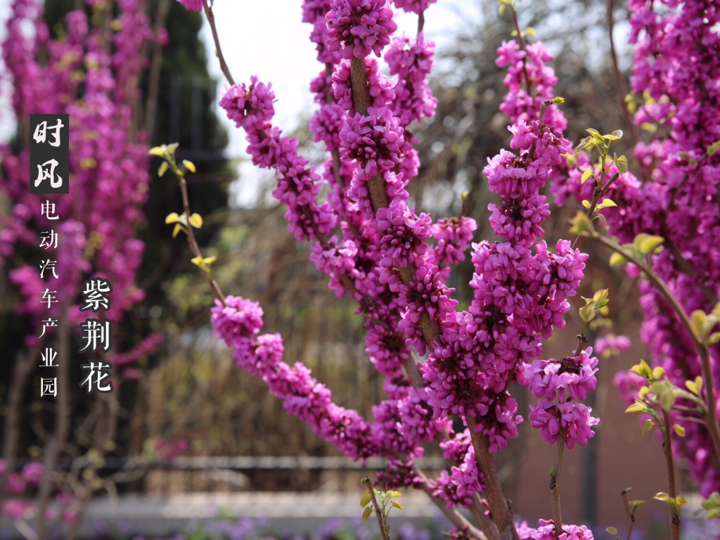 紫；；；；；；