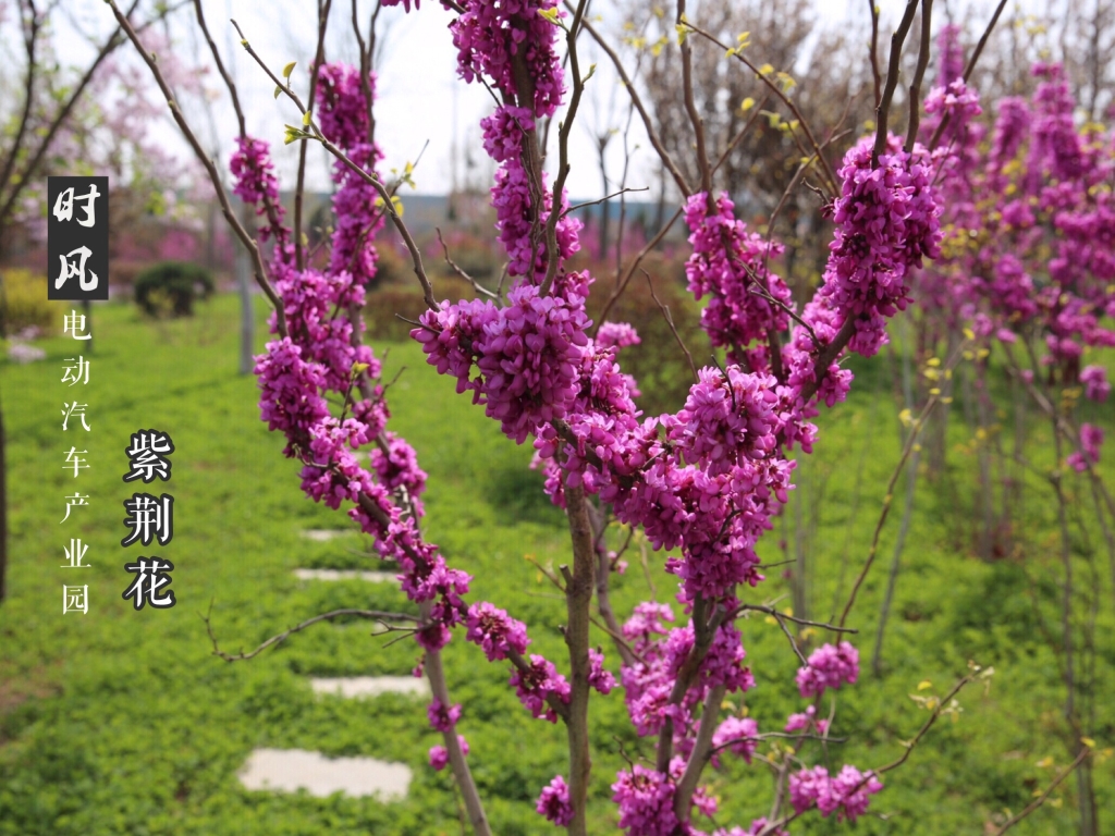 大发welcome电动工业园紫；；；；；；